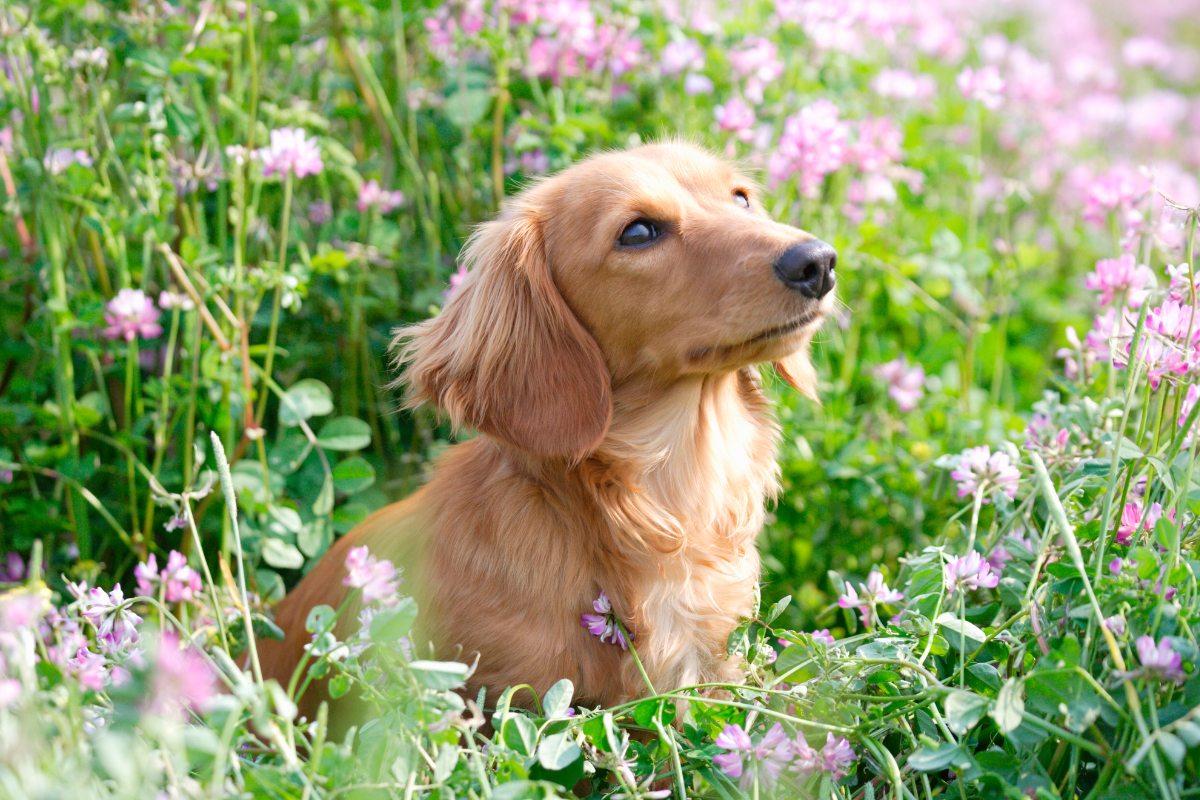 It’s Pollen Season! How to Help Your Allergic Dog, Naturally