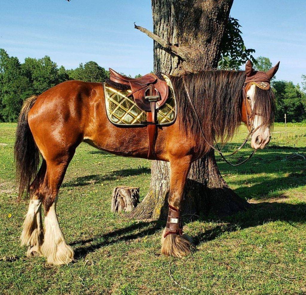 What can COAT DEFENSE® do for EXTRA Hairy Horses?