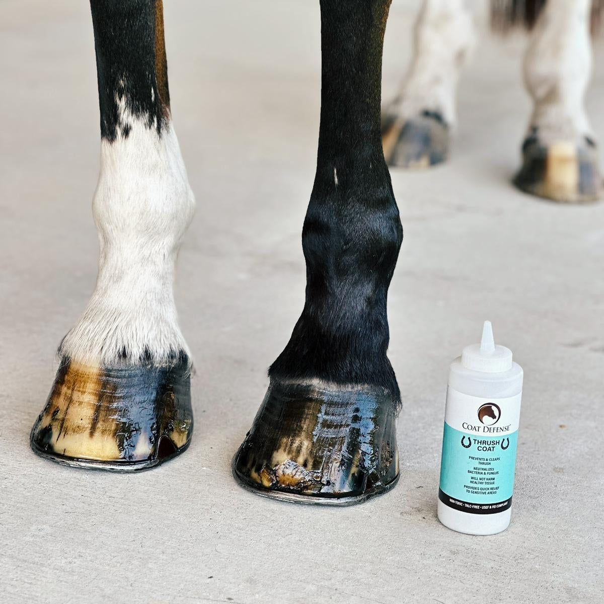 A balanced hoof is a healthy hoof