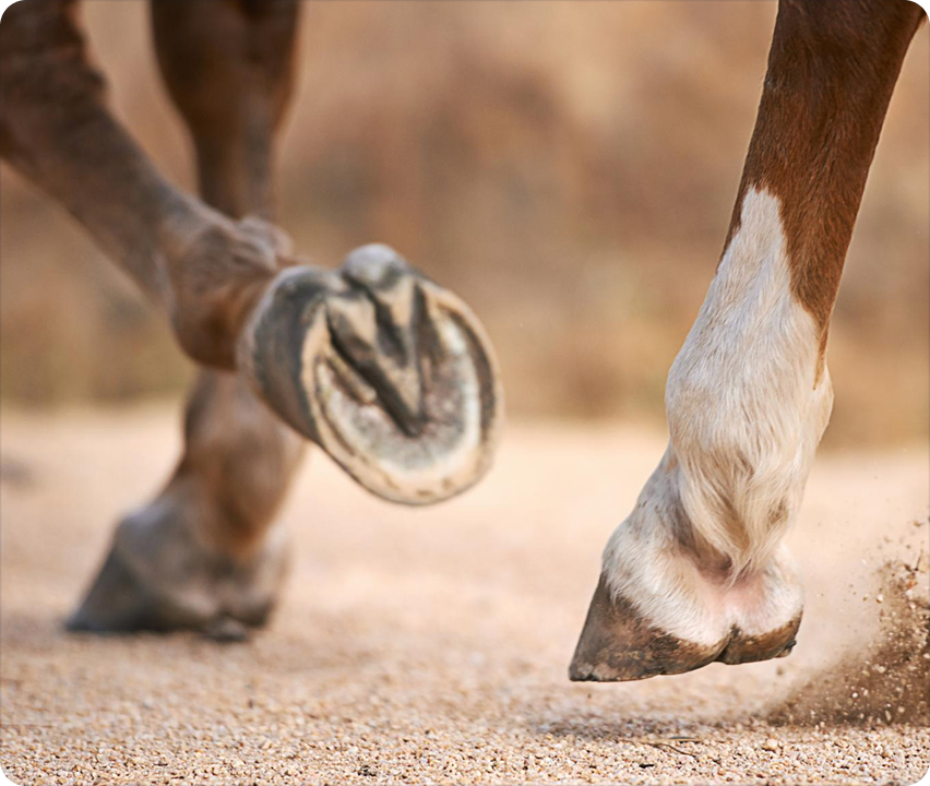 A balanced hoof is a healthy hoof