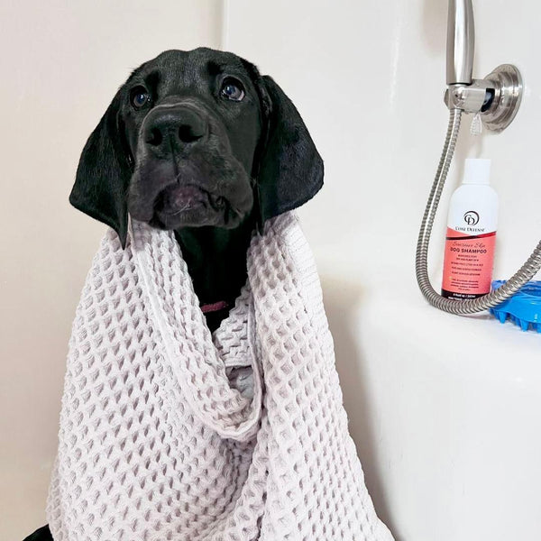 Rinse & Dry